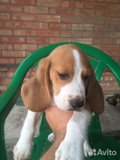 Щенки Бигль