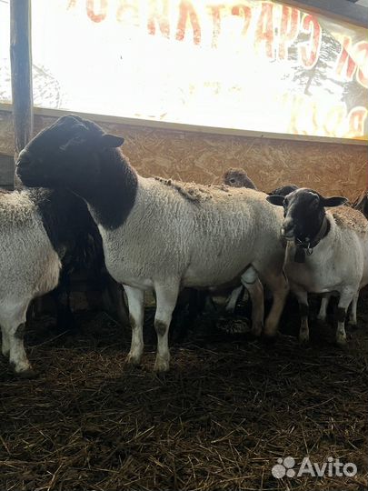 Бараны дорпер