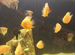 Рыбки красноточечные Северумы