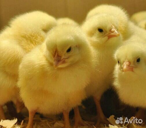 Цыпленок Бройлер импорт