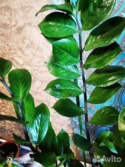 Замиокулькас