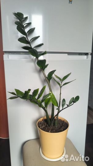 Долларовое дерево