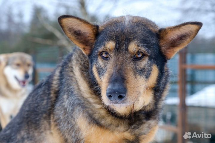 Отдам в добрые руки