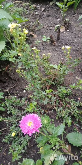 Саженцы декоративных кустарников