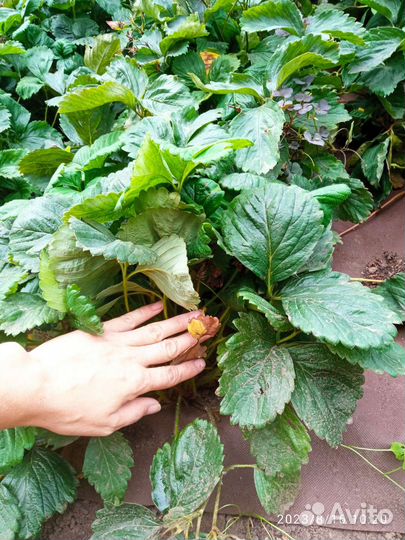 Усы виктории