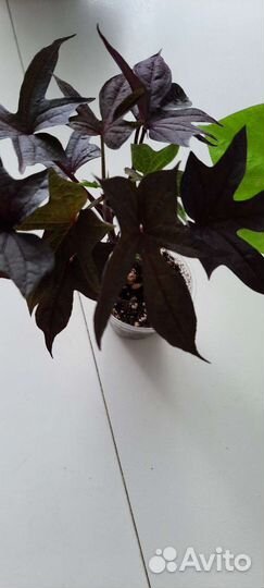 Алиссум сноу принцесс, лавандер стрим, розовый