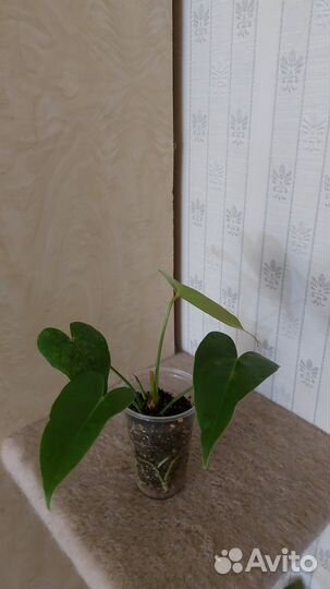 Антуриум красный