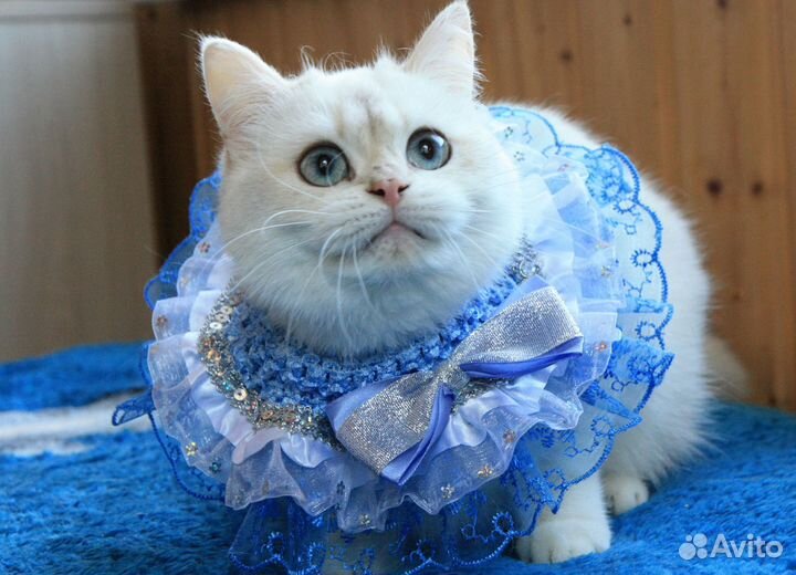 Британские котята золотая и серебристая шиншилла