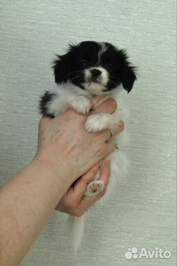 Щенок фалена мальчик