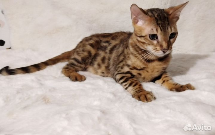 Бенгальская