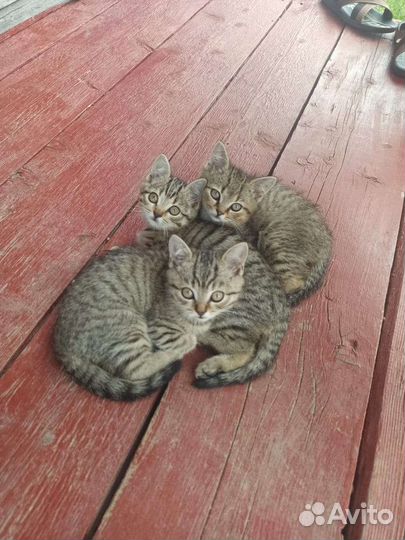 2 кота и кошечка)