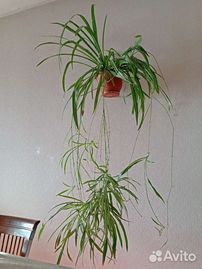 Кашпо для цветов настенное