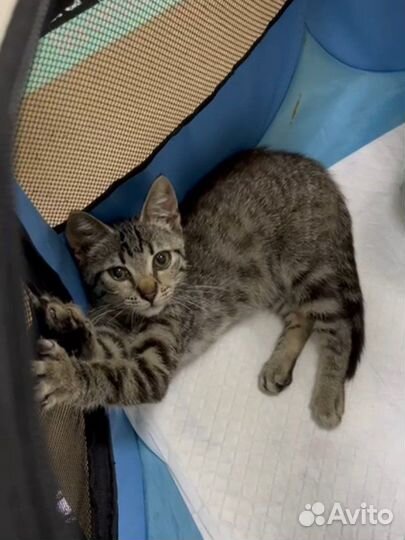 Малыш Рэй (котёнок, 2,5-3 месяца)