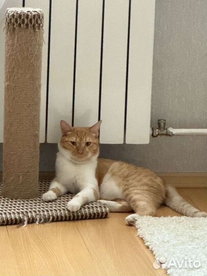 Отдам кота в добрые руки