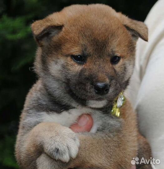 Рыжие сиба-ину. Щенки мальчики