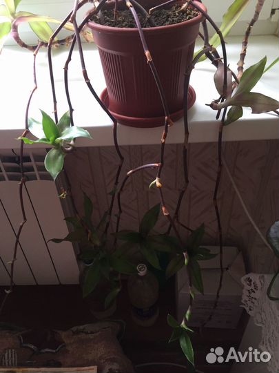 Цветок золотой ус 2 штуки