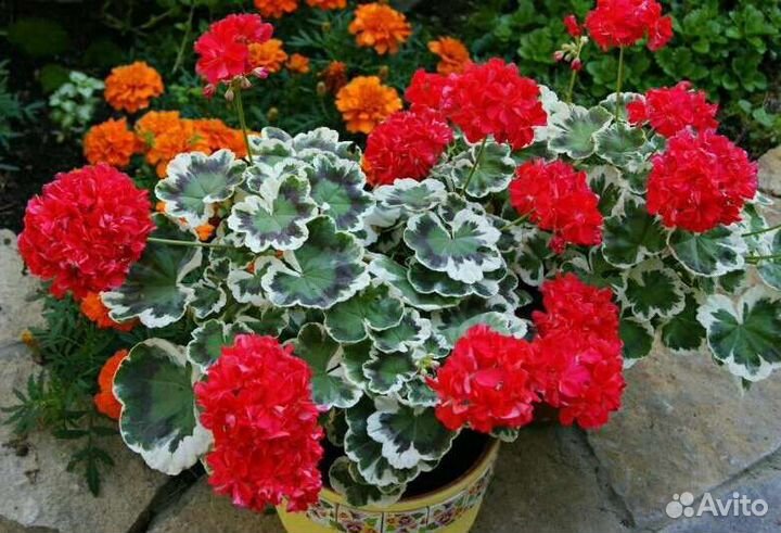 Пеларгония occold lagoon, pac amelit, qwantum whit