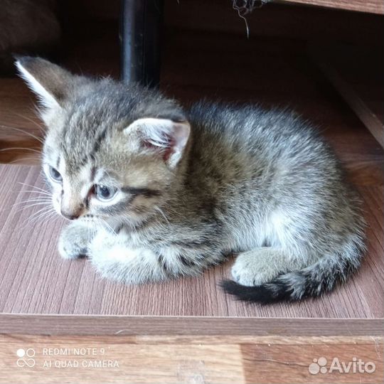 Кошка