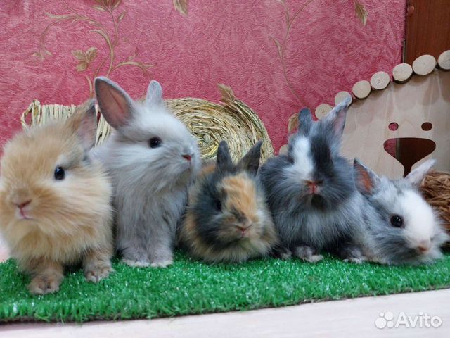 Декоративные кролики домашний мини объявление продам