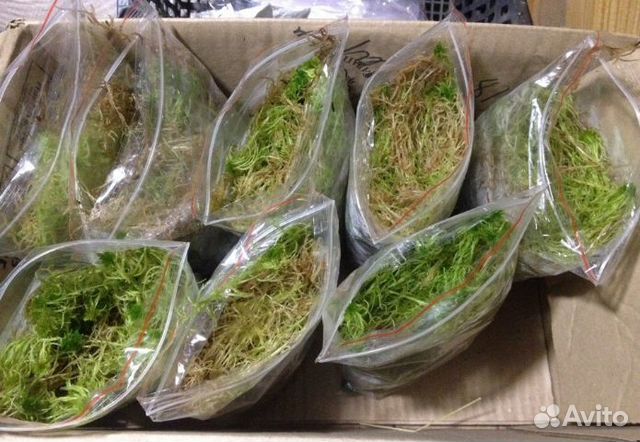 Мох сфагнум живой