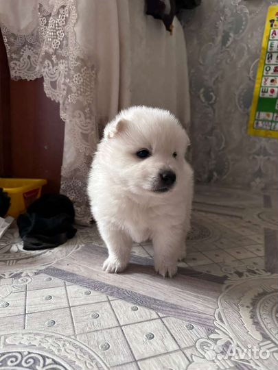 Японский шпиц щенки