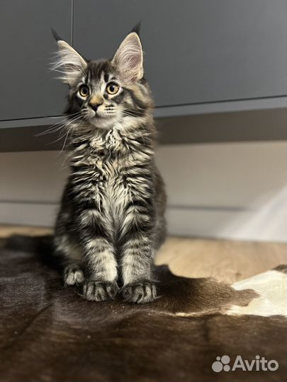 Котята мейкун