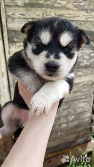 Собаки бесплатно в добрые руки щенки хаски