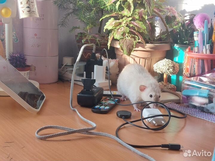 Декоративные крыски