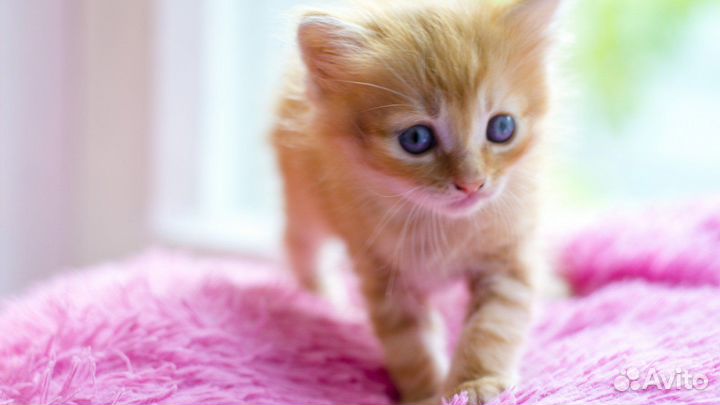Котята отдам бесплатно