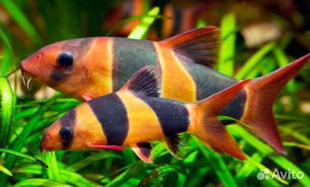 Метиниссы, Акара Б, Хорны, Боции,Апистогр.Карп Кои