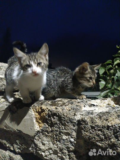 Кот и кошка