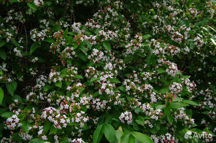 Декоративные кустарники