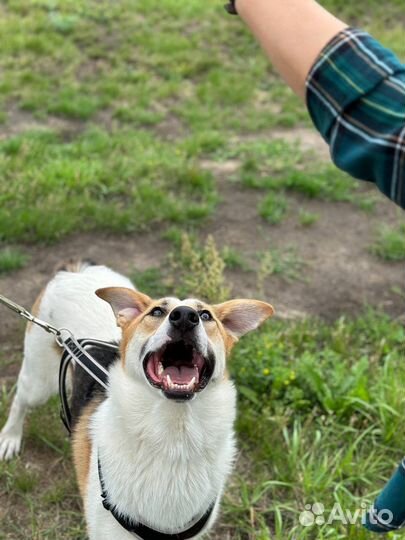 Энергичный молодой пес ищет дом