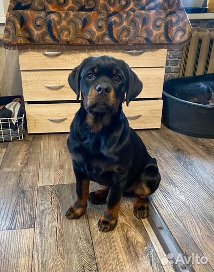 Щенок ротвейлера, девочка, 4 месяца