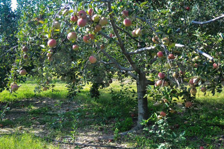 Участок 6 сот. (ИЖС)