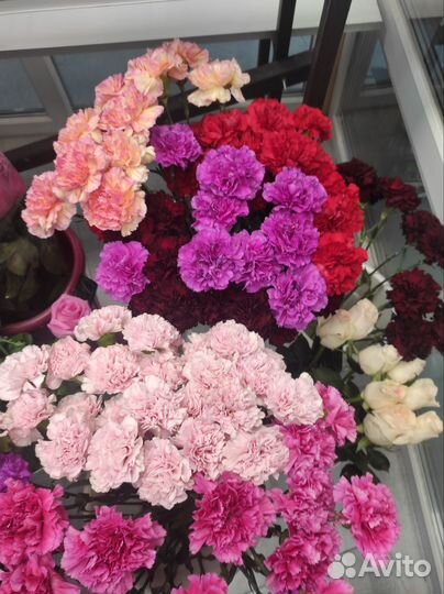 Гвоздика красная и цветная