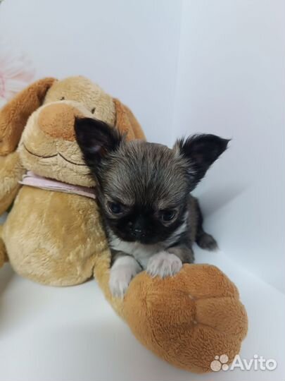 Продана.Мини Боня