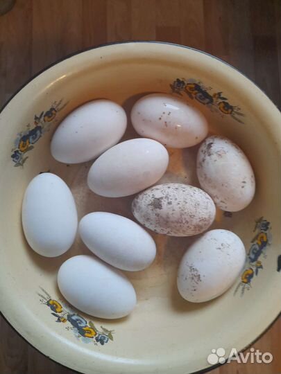 Яйца гусиные инкубационные