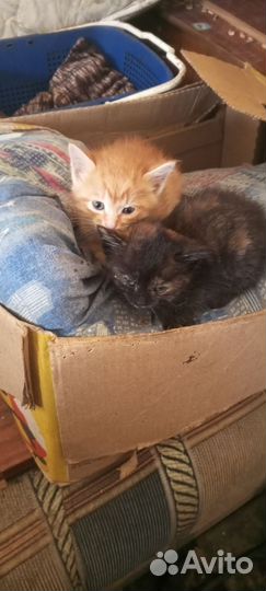 Котики отдам