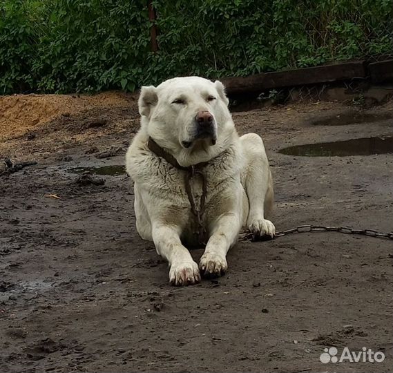 Мальчик сао