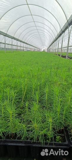 Сеянцы зкс и окс ель, сосна из питомника