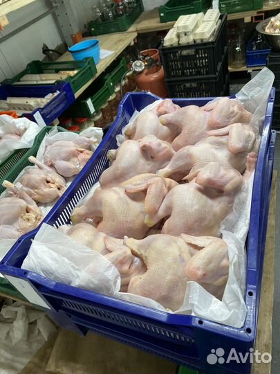 Домашнее яйцо, цыплята