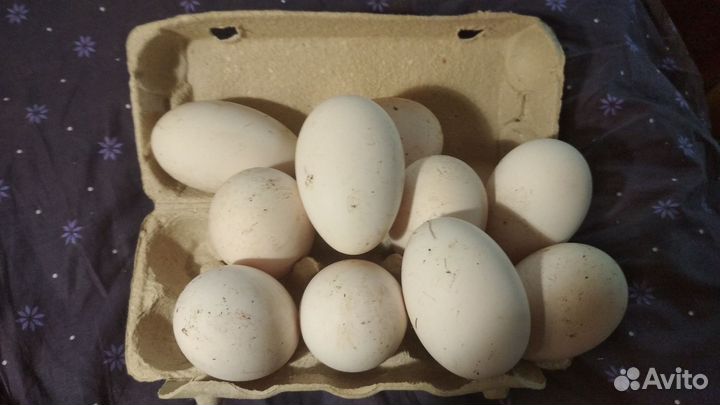 Гусиное инкубационное яйцо