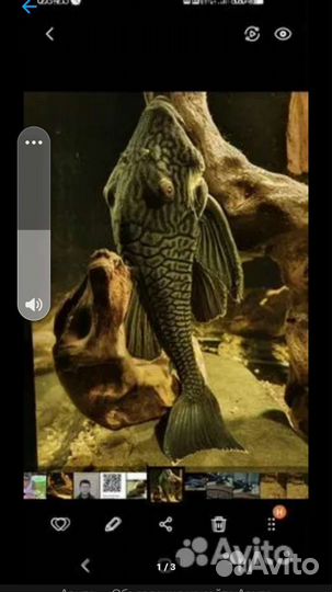 Номерной сом Панак L 190