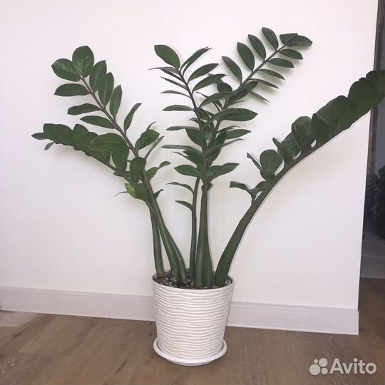 Замиокулькас