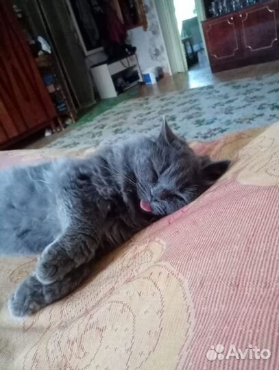 Кошка в добрые руки