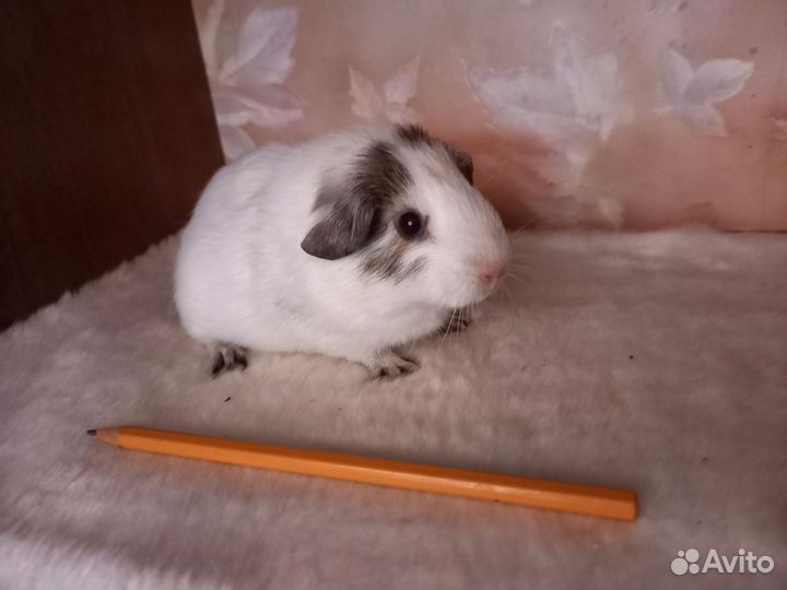 Морская свинка