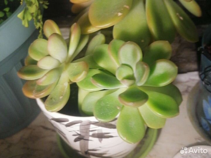 Суккулент пахифитум