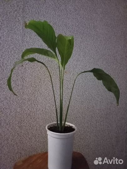 Спатифиллум