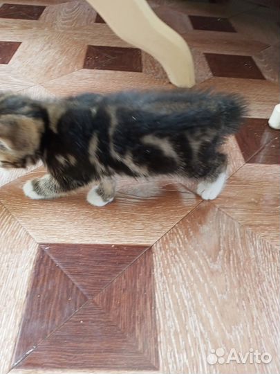 Британские котята